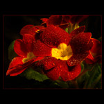 <b>... Fialka ...</b><br>