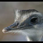 Nějak mě škrábe v nose.