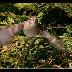 Paní domácí vrabcová.