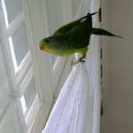 nojo, zase bude sněžit ..