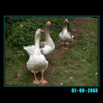 top models