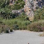 Vila ceka na namornika