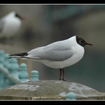 Racek