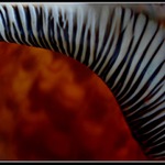 Charonia tritonis - pohled dovnitř