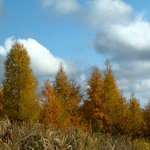 For colour