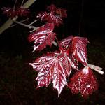 podvečerní keřík