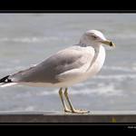 Jonathanu Rackovi :o)