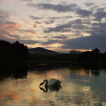 Labut na druhy pokus