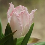 Tulipán - už je tu jaro...