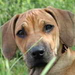 Jednou ze mne bude pes