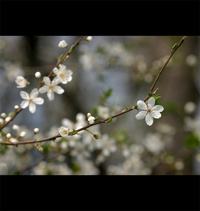 <b>Flowers of the spring</b>