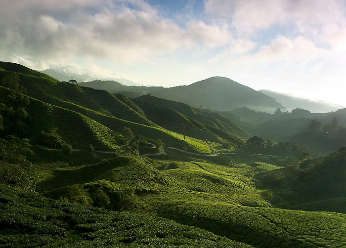 Čajovníkové plantáže