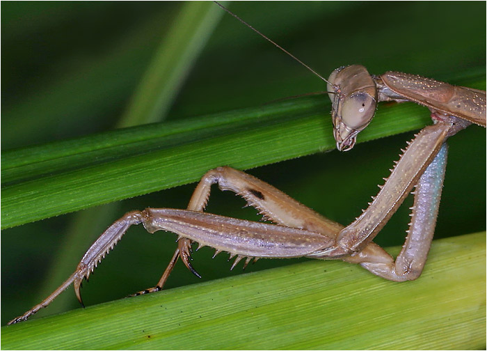 Kudlanka