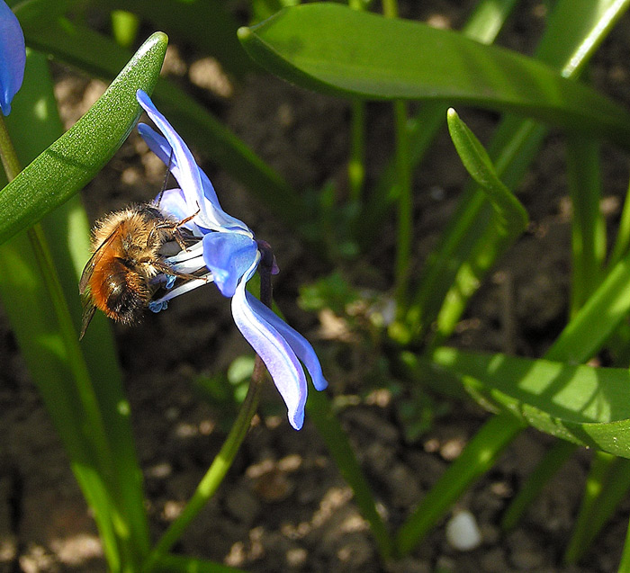 Ze života hmyzu II.