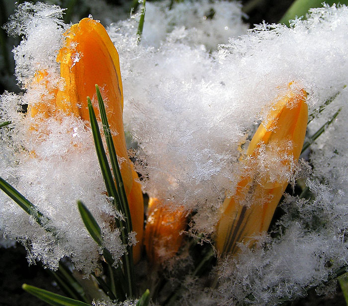 Zasněžený krokus
