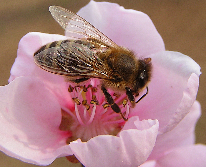 Ze života hmyzu III.