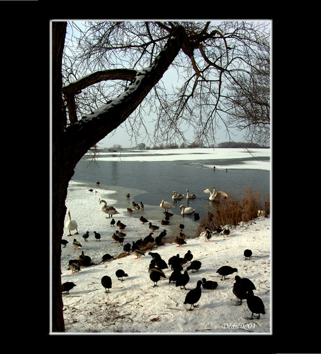 Čekání na jaro III