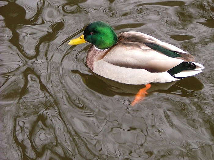 Kacka