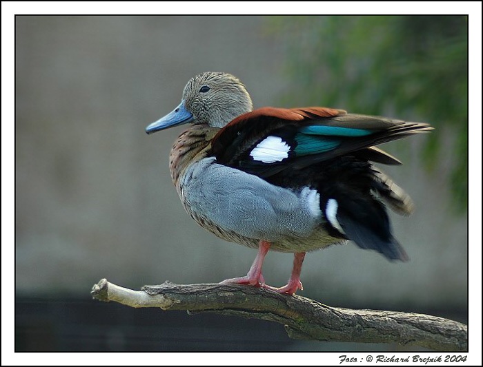 <B>NÉÉÉ, NENÍ TO KACHNA, VÁŽNĚ MÁM NOVOU MAŠINKU ! ! !</B>