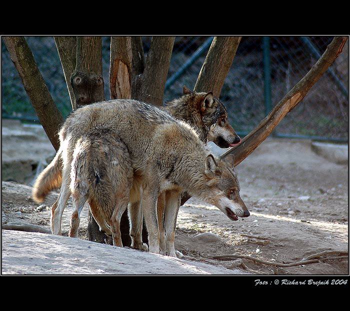  <B>VLČÍ GYMNASTIKA</B>