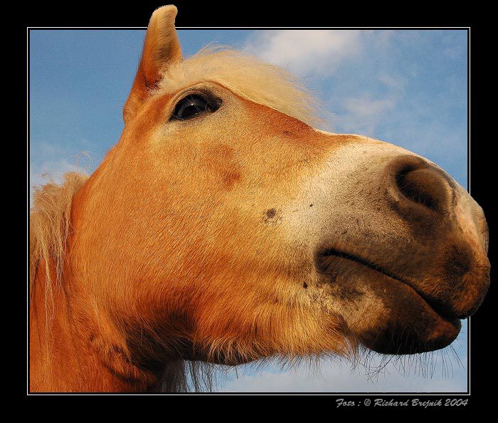 <B>KOCOURŮV JEŠTĚ VĚTŠÍ KAMARÁD</B>