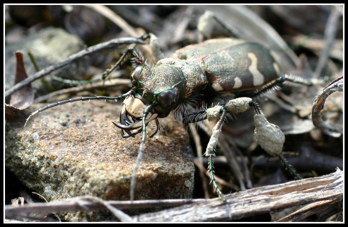 Predátor Lesomil