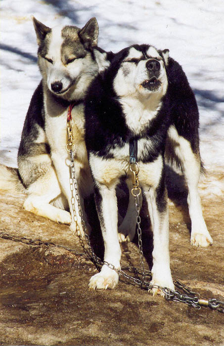 Kamarádi