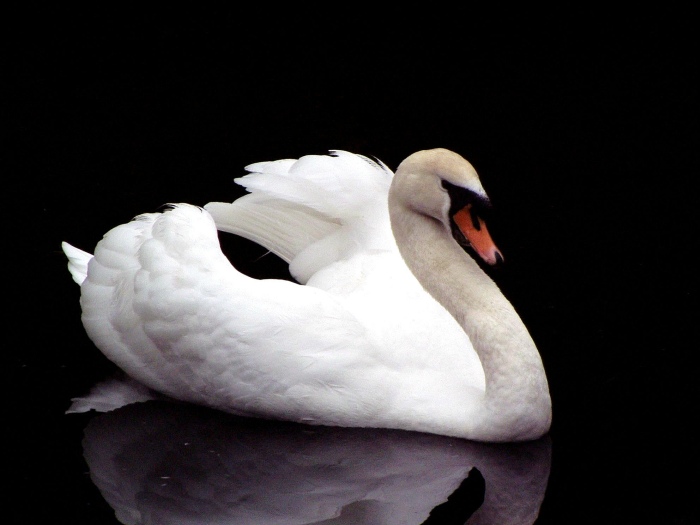 Cygnus