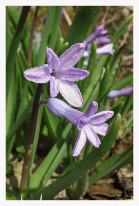 Jakési fialové kvítko ze zahrady