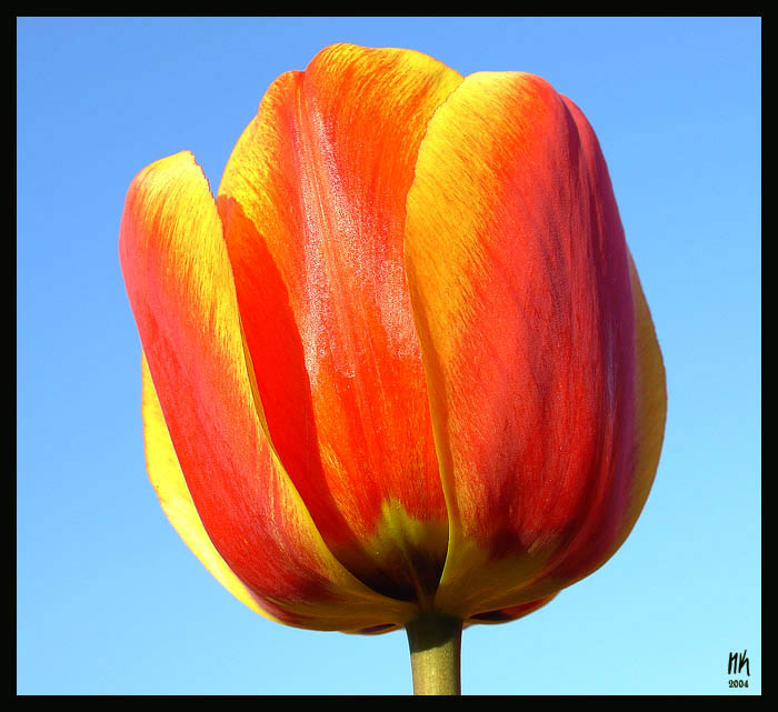 Tulipan