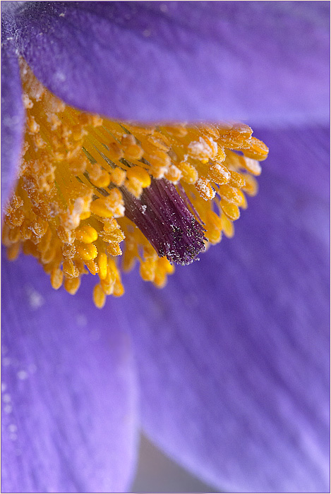 péčko na dnešní den