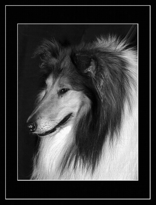 Aristokrat ze Skotska