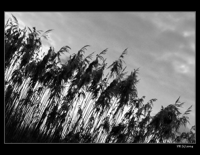 <b>...rákosí...</b>