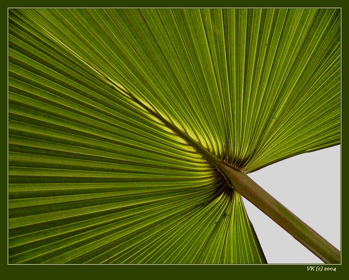 <b>...zelená...</b>