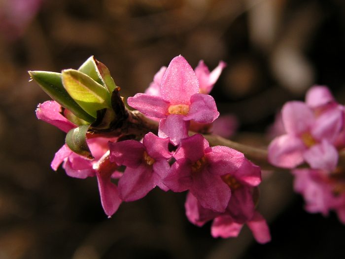 Daphne mezereum, lýkovec jedovatý.