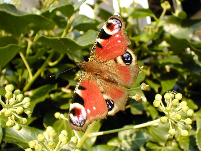 Butterfláj
