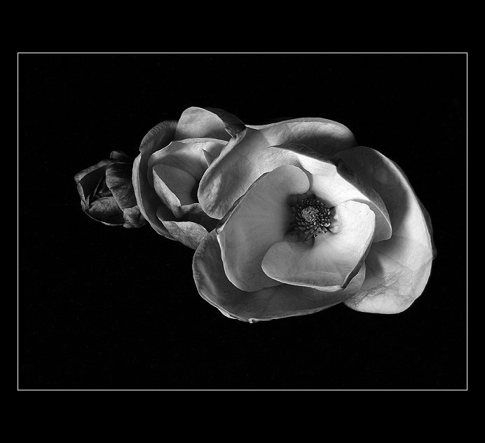magnolia