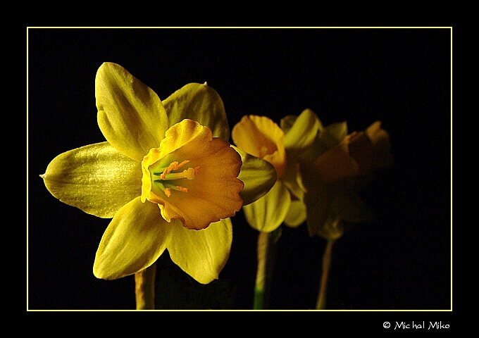Narcisy