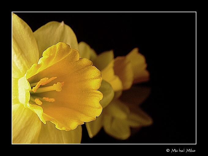Narcisy II