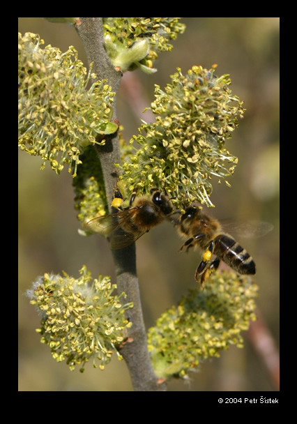 Uz je to tak jaro je tu a vcelky makaj...
