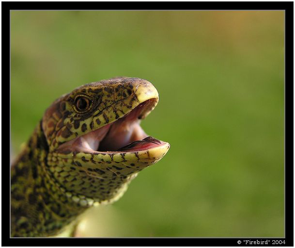 Kdo mi to šlápl na ocas???? :-) (Krokodýl Zahradní II)