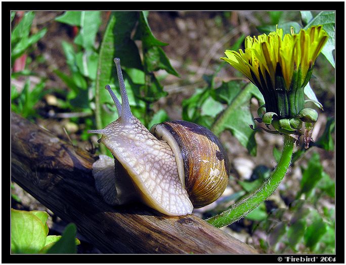 Koho to větřím? Tenhle květ je můj, jenom můj, bráním ho tělem!