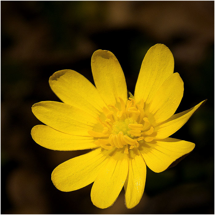 <B>orsej</B>