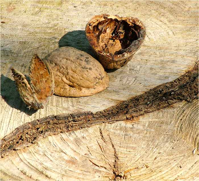 <B>tři</B>