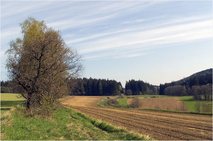 <B>u Rozsochatce II.</B>