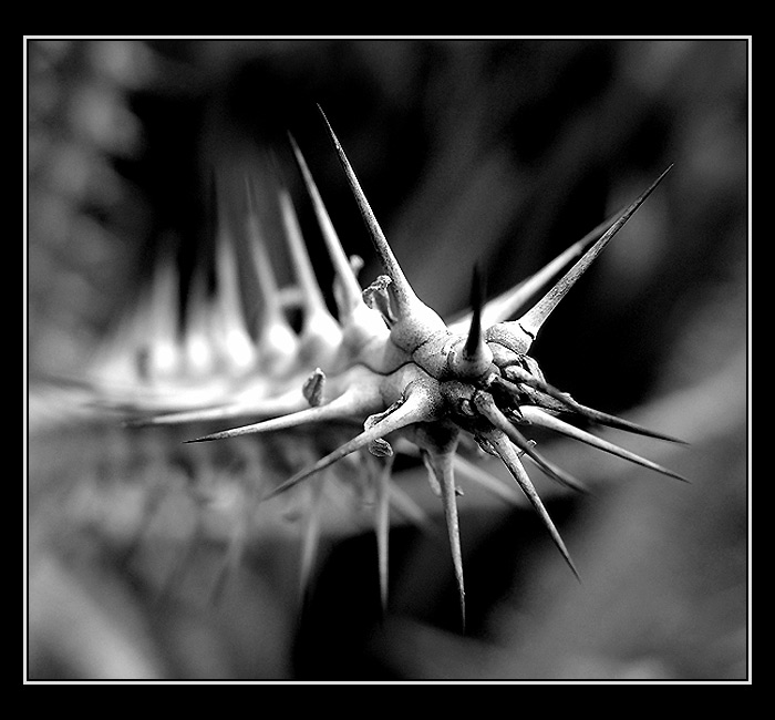 <b>Trnová koruna B&W