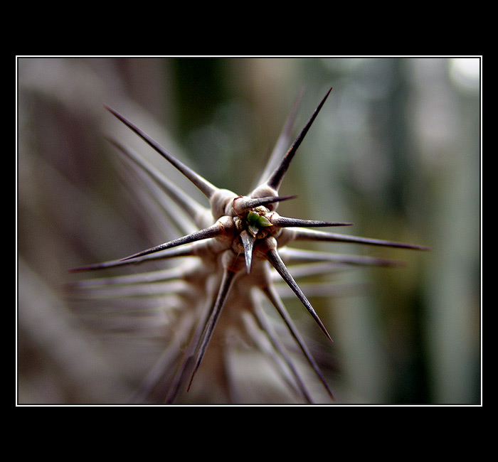 <B>Trnová koruna poslední...:O)))