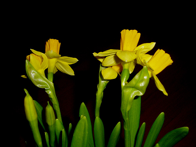 Narcisky