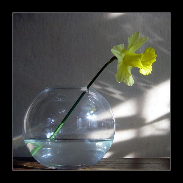 narcis