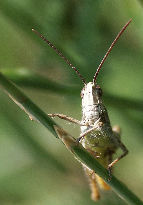 Koník - akrobat.